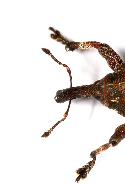 Pissodes piceae - Copyright Denis Bourgeois